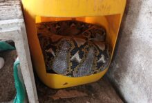 Evakuasi ular piton 4 meter yang berlangsung di Jalan Seth Adjie