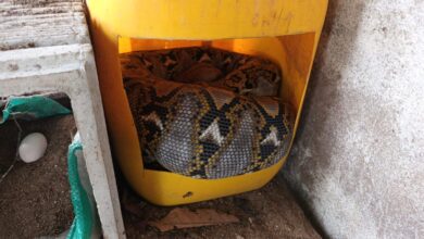 Evakuasi ular piton 4 meter yang berlangsung di Jalan Seth Adjie