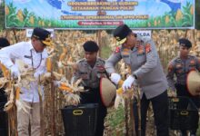 Panen raya yang berlangsung di Kelurahan Pager, Kecamatan Rakumpit, Kota Palangka Raya