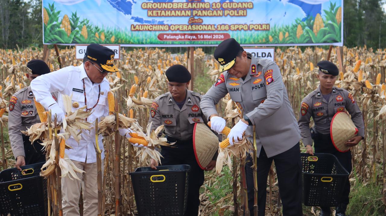 Panen raya yang berlangsung di Kelurahan Pager, Kecamatan Rakumpit, Kota Palangka Raya