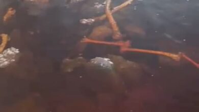 Tulang belulang mirip kerangka manusia yang ditemukan di wilayah Kabupaten Kotawaringin Timur