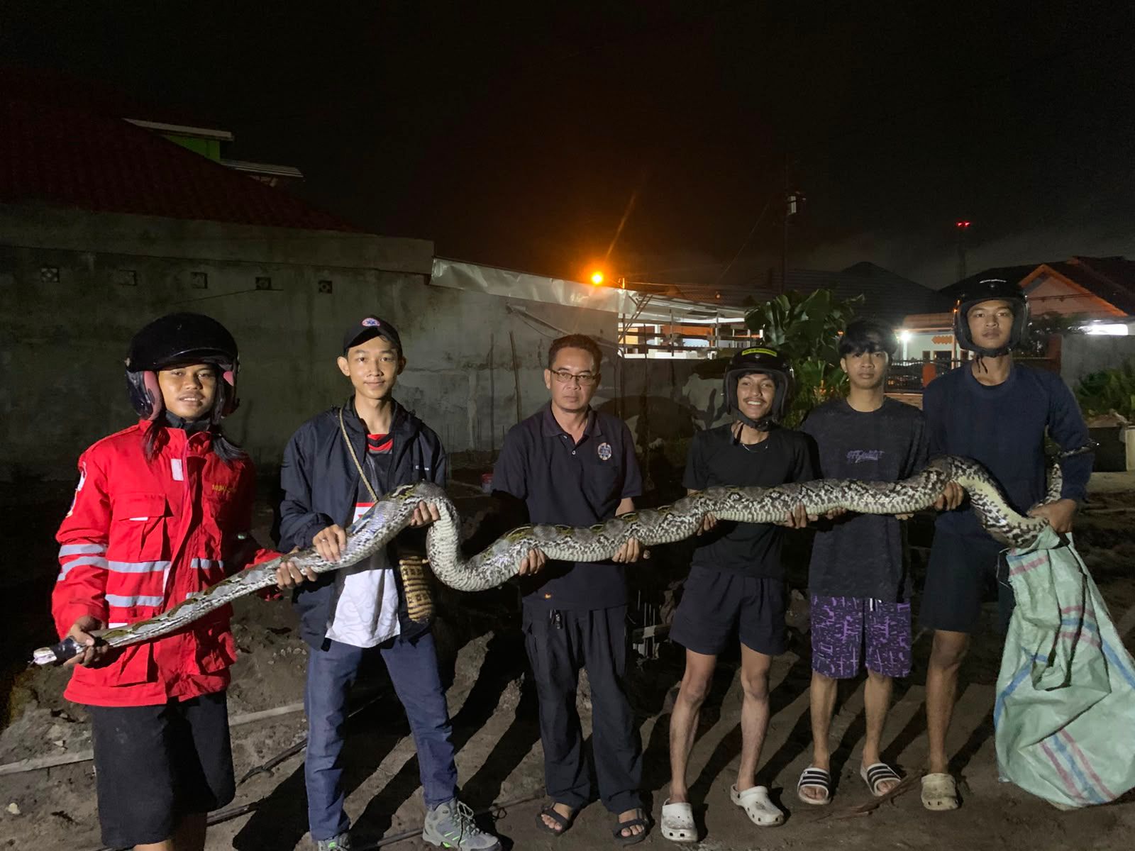 Piton 8 Meter Berperut Buncit Muncul Tengah Malam Gegerkan Warga Jalan Samudin Aman