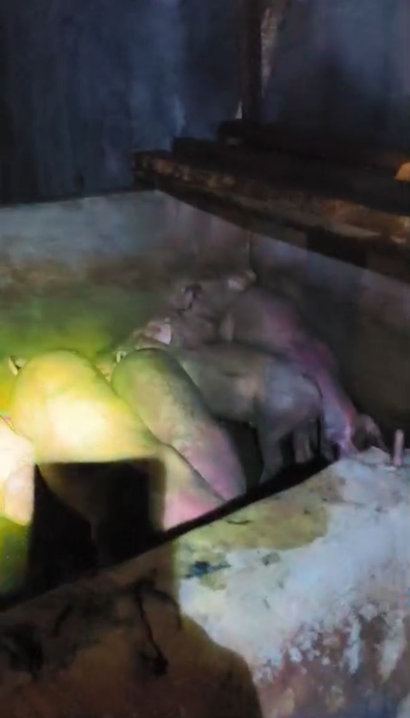Sejumlah hewan babi mengalami luka bakar usai kandangnya dilahap jago merah
