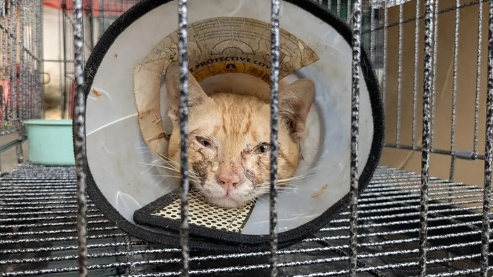 Sindikat Perdagangan Daging Kucing Terbesar di Vietnam Dibongkar, 500 Ekor Diselamatkan