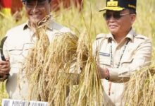 Gubernur Kalteng Panen Raya Padi seluas 25.817 hektare di Desa Terusan Mulya, Kecamatan Bataguh, Rabu (8/7).