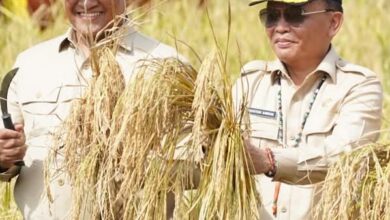 Gubernur Kalteng Panen Raya Padi seluas 25.817 hektare di Desa Terusan Mulya, Kecamatan Bataguh, Rabu (8/7).